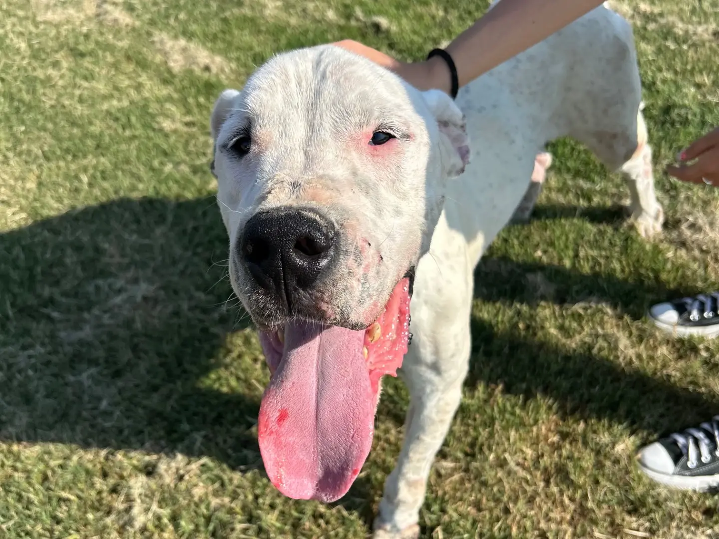 Adozione cane, maschio, Dogo Argentino Razza sconosciuta, 4 anni, taglia media, Latina
