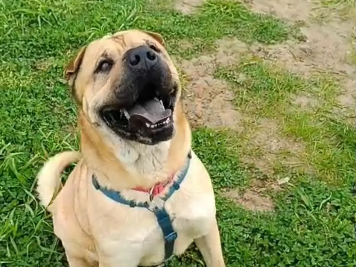 Adozione cane, maschio, Shar Pei Razza sconosciuta, 2 anni e 7 mesi, taglia media, Caserta