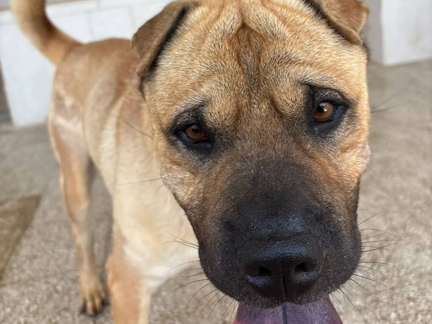 Adotta un cane, maschio, 2 anni e 7 mesi, Caserta