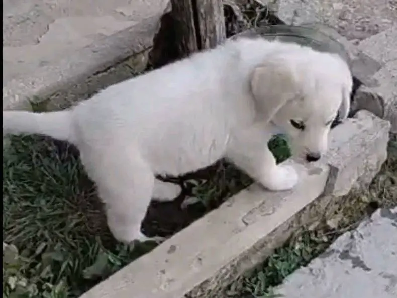Adotta un cane, femmina, 3 mesi, Avellino