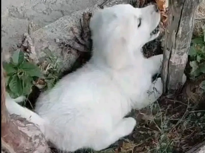 Adotta un cane, taglia grande, femmina, Avellino