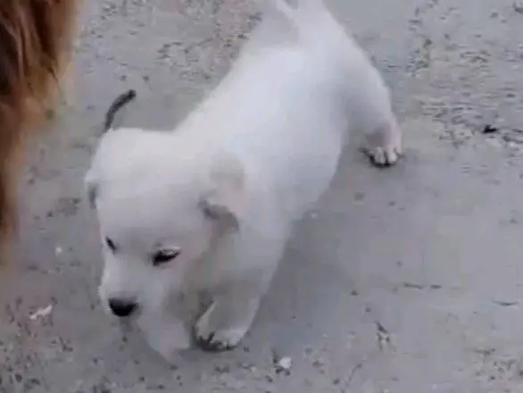 Adozione cane, femmina, Pastore maremmano Razza sconosciuta, 3 mesi, taglia grande, Avellino