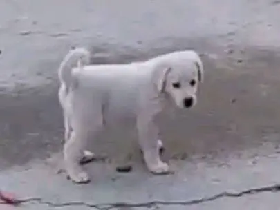 Vuoi adottare un cane a Avellino?
