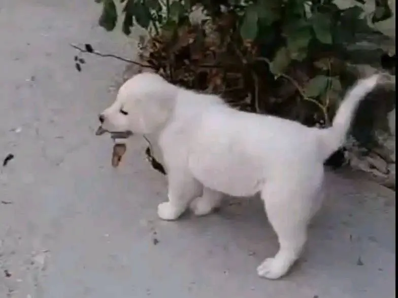 Adotta il cane Lea a Avellino