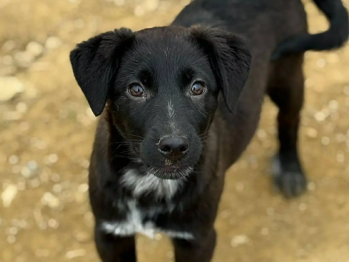 Adozione cane, maschio, Razza sconosciuta Razza sconosciuta, 1 anno e 7 mesi, taglia media, Firenze