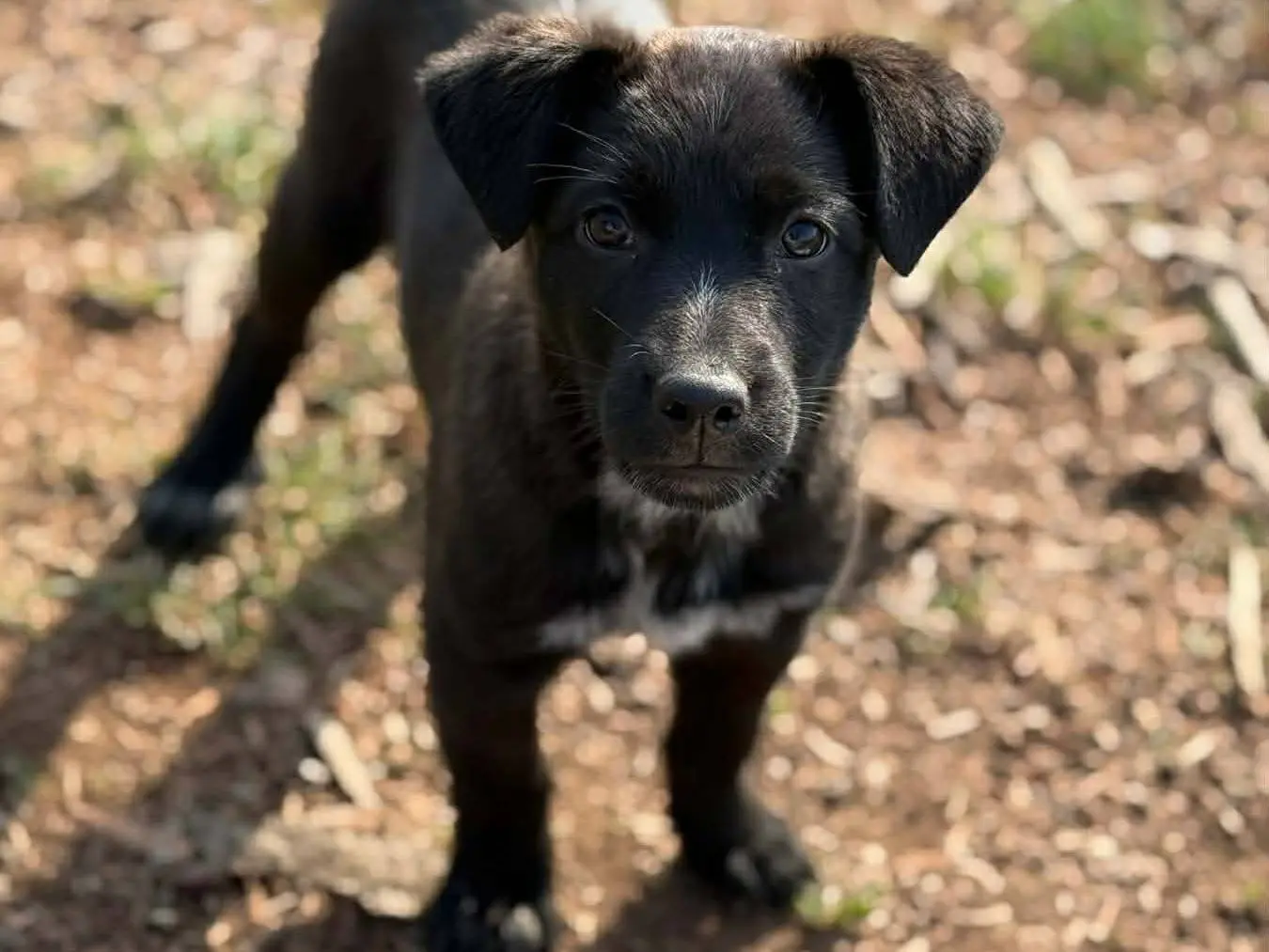 Vuoi adottare un cane a Firenze?
