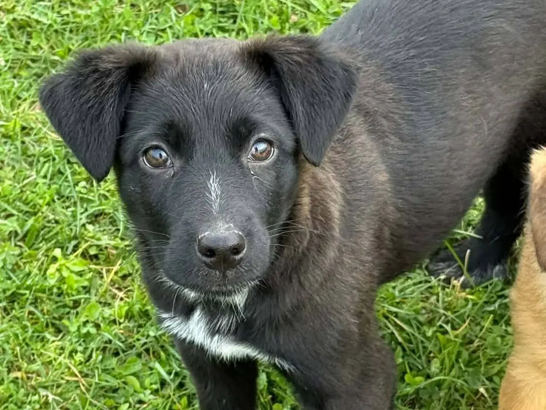 Adotta un cane, taglia media, maschio, Firenze