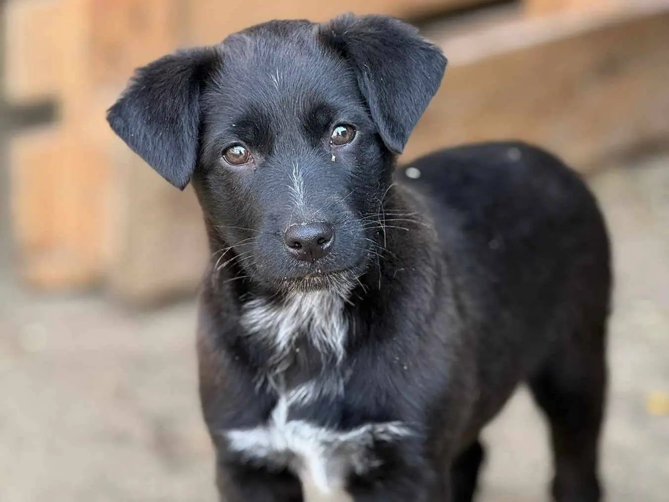 Adotta un cane, maschio, 1 anno e 7 mesi, Firenze