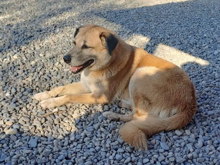 Adozione cane, maschio, Razza sconosciuta Razza sconosciuta, 8 anni e 8 mesi, taglia grande, Como