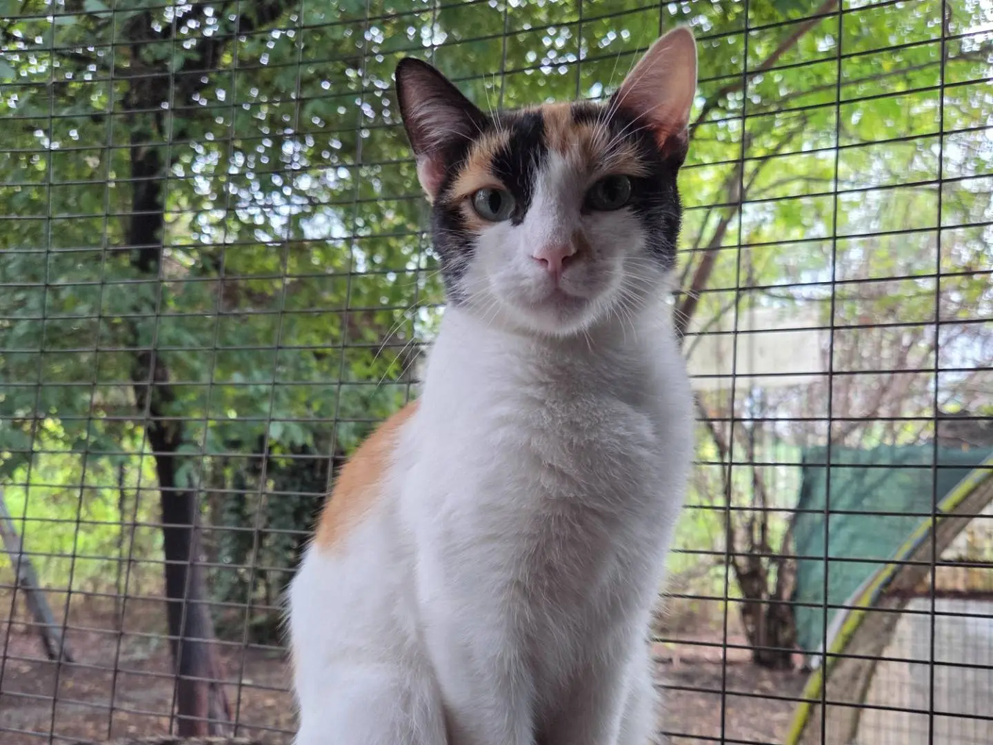 Adotta un gatto, femmina, 1 anno e 2 mesi, Parma