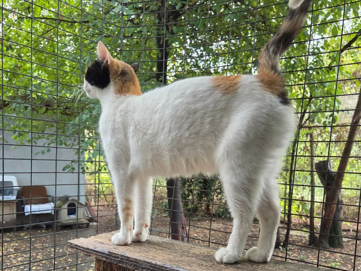 Adotta un gatto, taglia non valida, femmina, Parma
