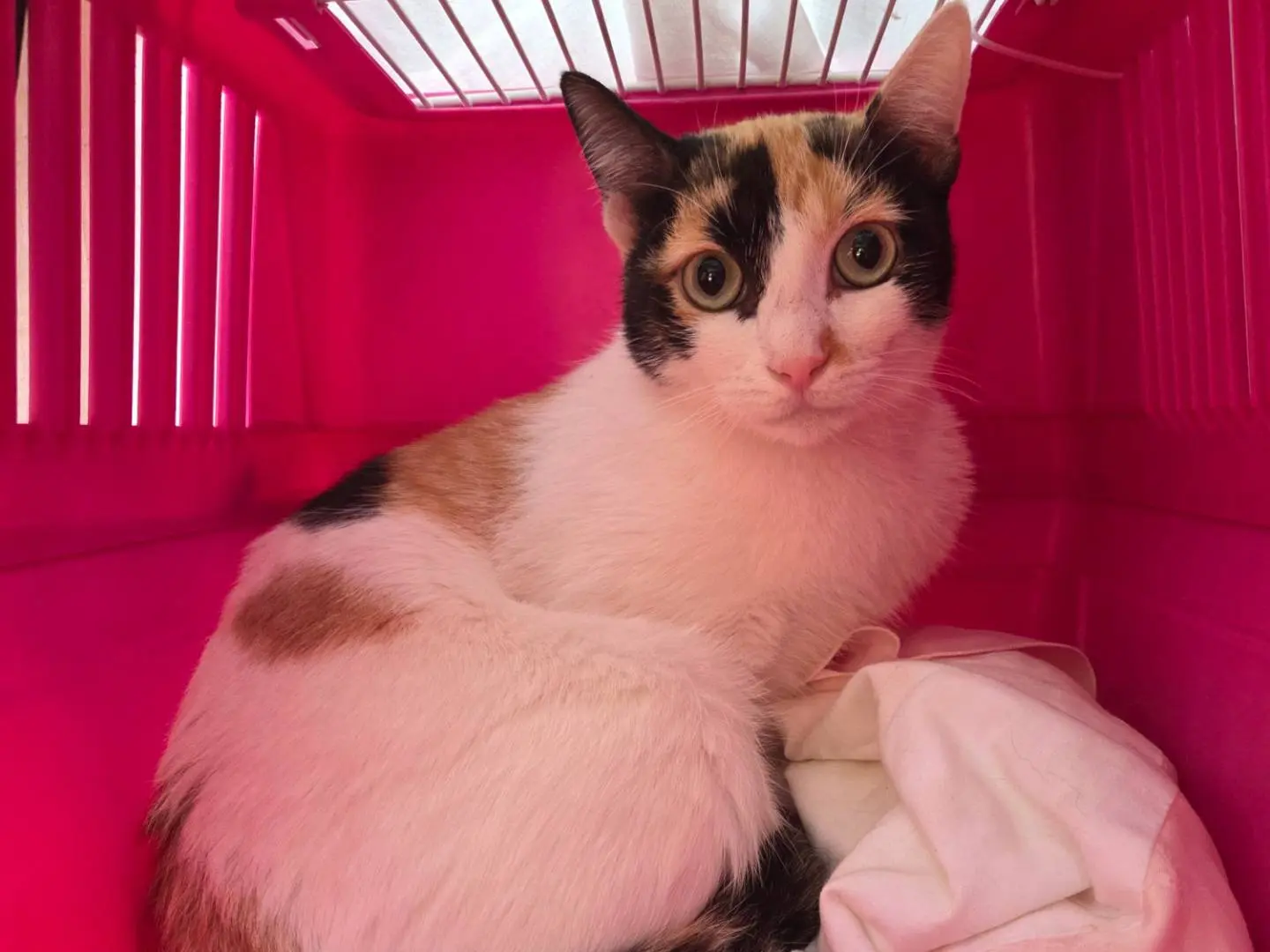 Adozione gatto, femmina, Razza sconosciuta Razza sconosciuta, 1 anno e 2 mesi, taglia non valida, Parma