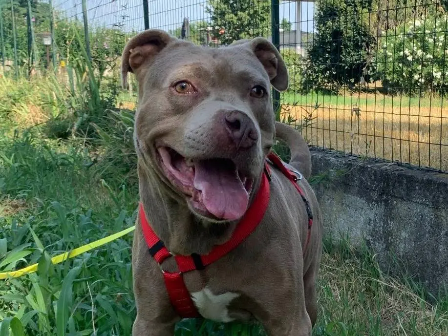 Adotta il cane Evan a Milano