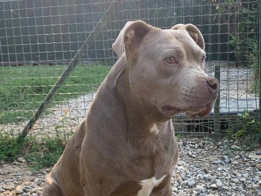 Adotta un cane, maschio, 9 anni e 6 mesi, Milano