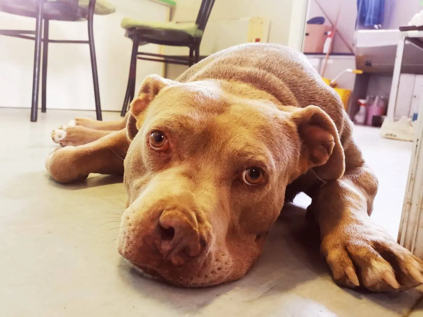 Adozione cane, maschio, Razza sconosciuta Razza sconosciuta, 9 anni e 6 mesi, taglia gigante, Milano