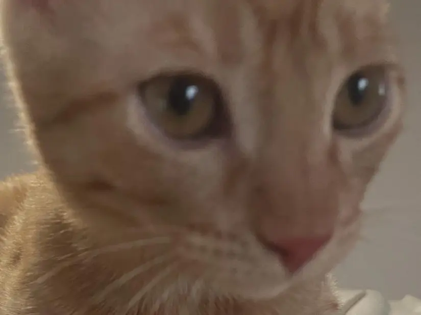 Adotta il gatto Roger a Bolzano