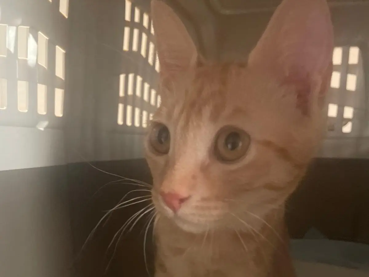 Vuoi adottare un gatto a Bolzano?