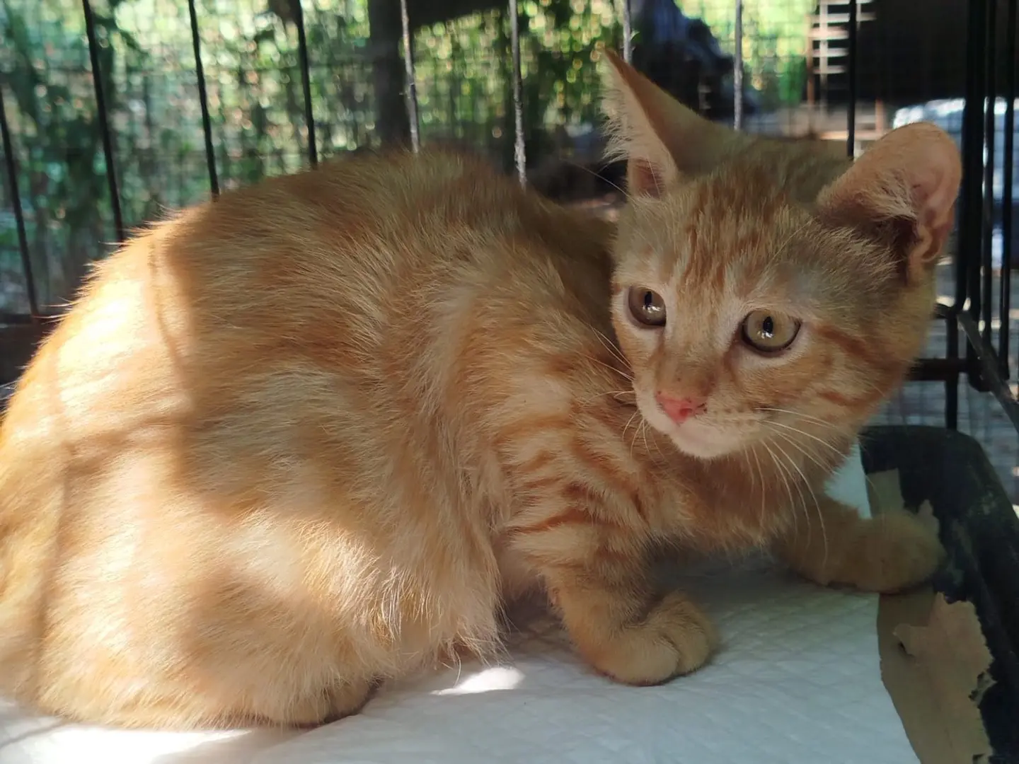 Adotta un gatto, maschio, 7 mesi, Bolzano