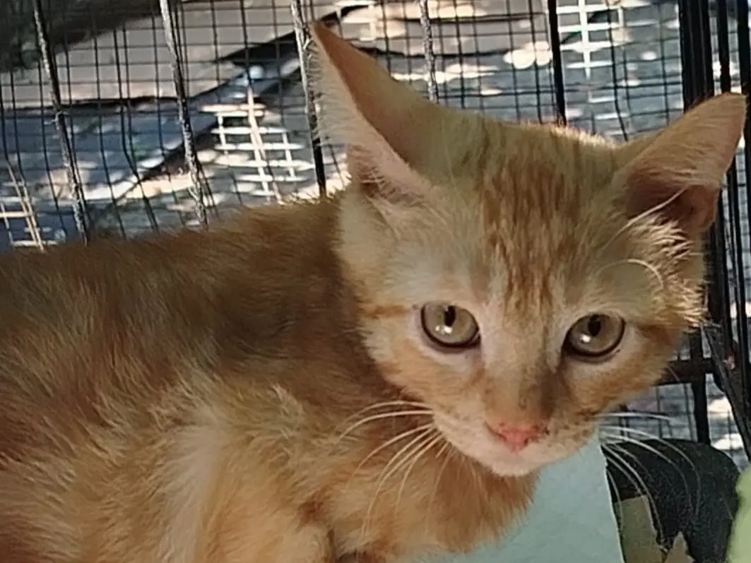 Adozione gatto, maschio, Razza sconosciuta Razza sconosciuta, 7 mesi, taglia non valida, Bolzano