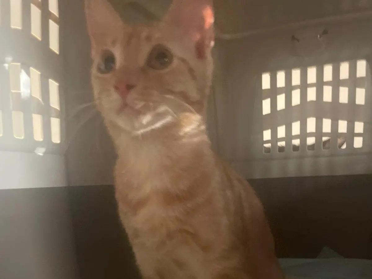 Adotta un gatto, taglia non valida, maschio, Bolzano