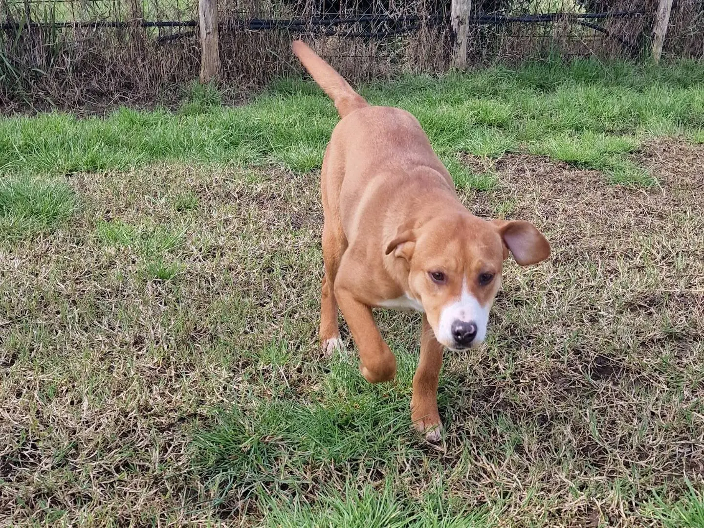 Adotta un cane, femmina, 2 anni, Latina