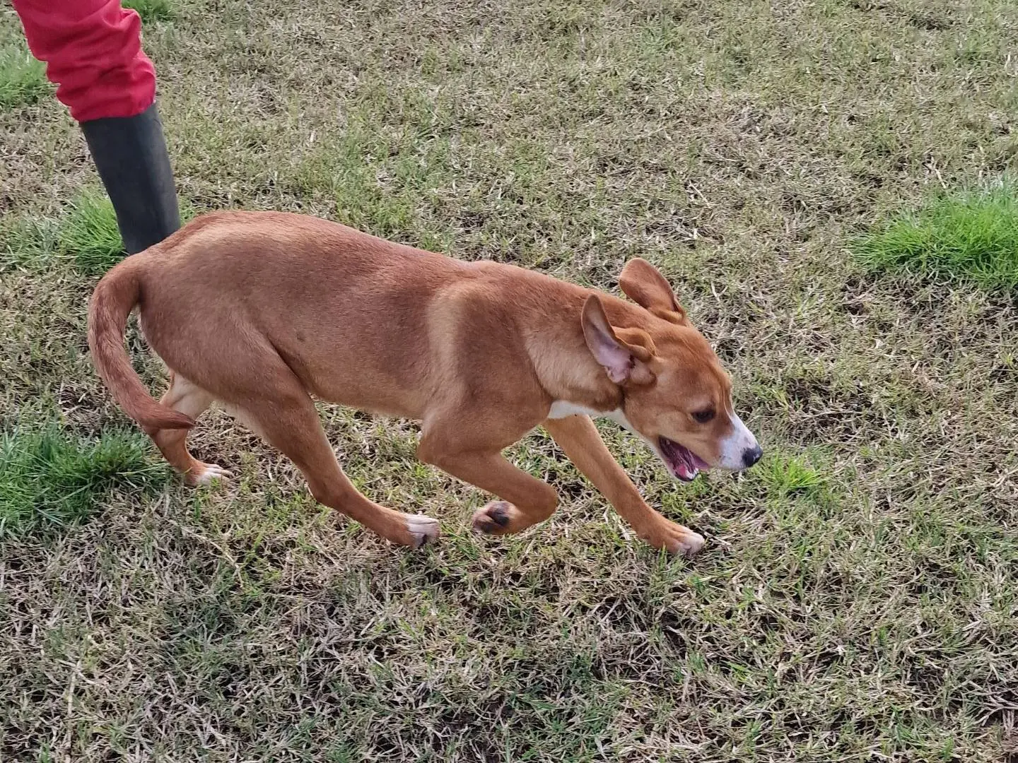 Vuoi adottare un cane a Latina?