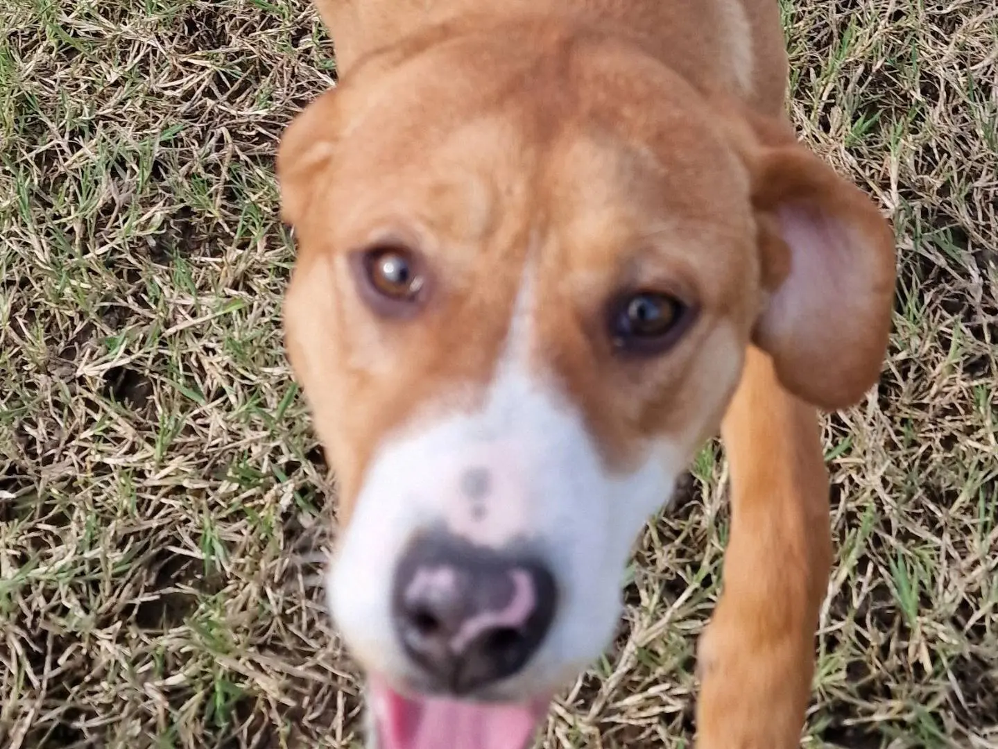 Adozione cane, femmina, Razza sconosciuta Razza sconosciuta, 2 anni, taglia media contenuta, Latina