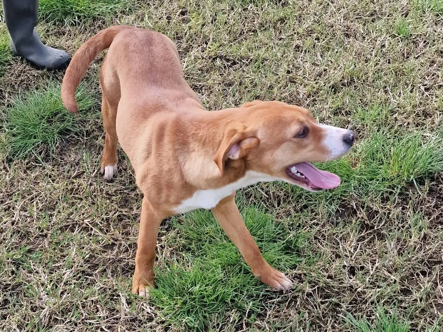 Adotta un cane, taglia media contenuta, femmina, Latina