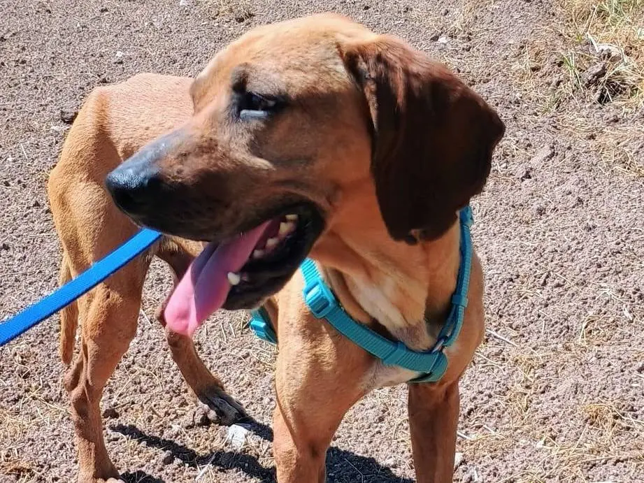 Vuoi adottare un cane a Ragusa?