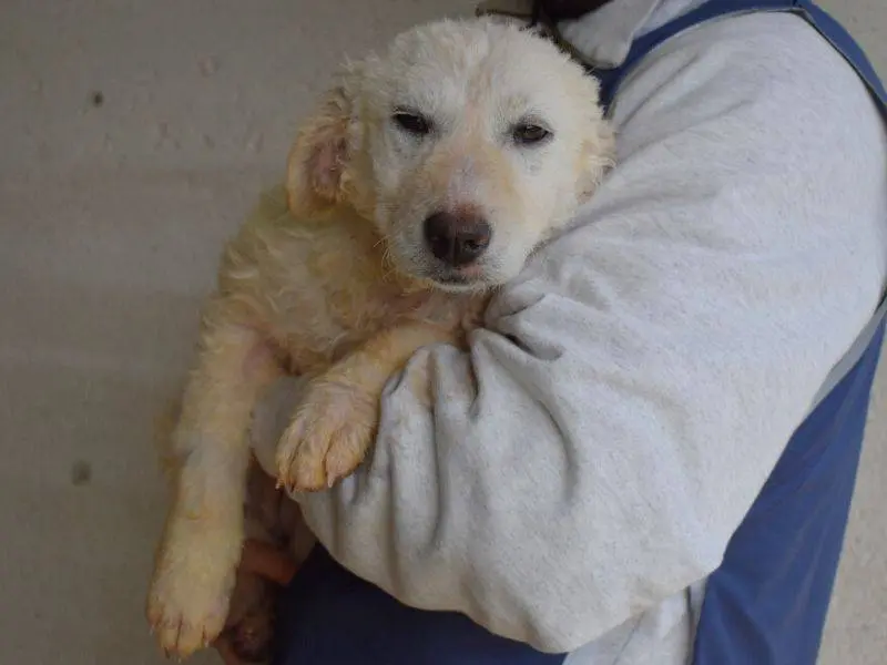 Adozione cane, femmina, Razza sconosciuta Razza sconosciuta, 1 anno e 11 mesi, taglia media, Roma