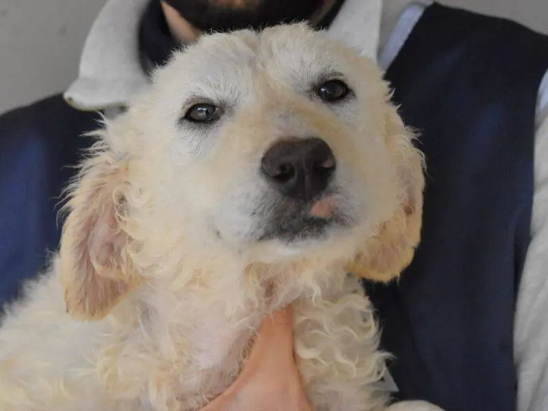 Vuoi adottare un cane a Roma?