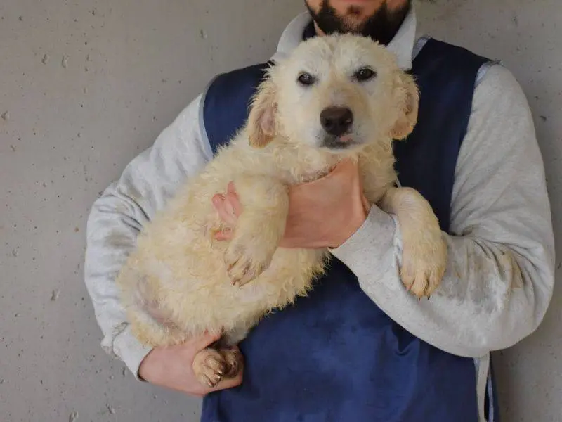 Adotta un cane, femmina, 1 anno e 11 mesi, Roma