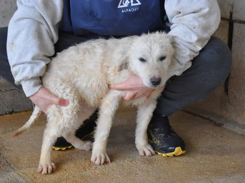 Adotta un cane, taglia media, femmina, Roma