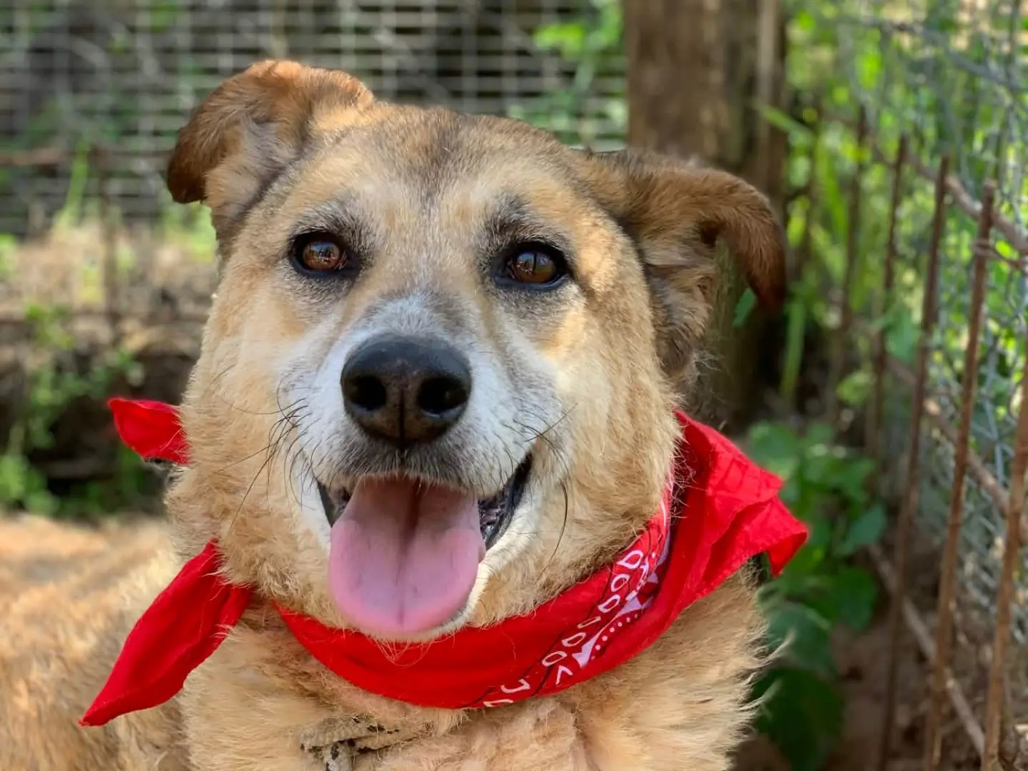 Adotta un cane, maschio, 8 anni e 5 mesi, Latina
