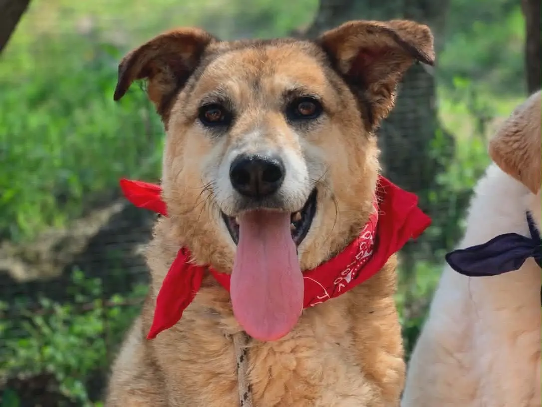 Adozione cane, maschio, Razza sconosciuta Razza sconosciuta, 8 anni e 5 mesi, taglia media, Latina