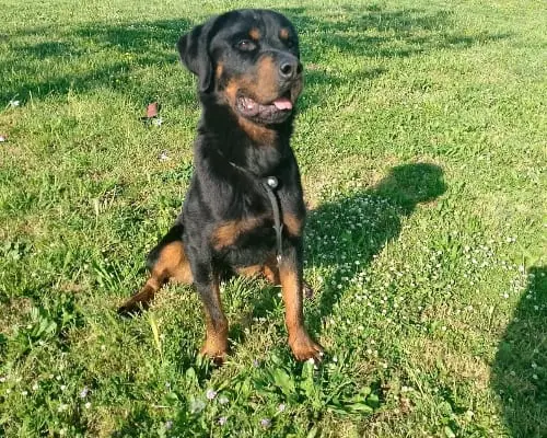 Adotta un cane, taglia grande, maschio, Roma