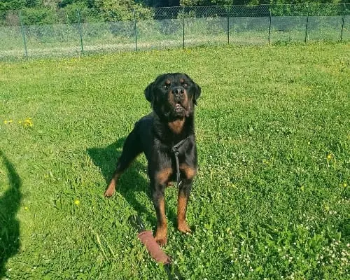 Adotta un cane, maschio, 6 anni e 9 mesi, Roma