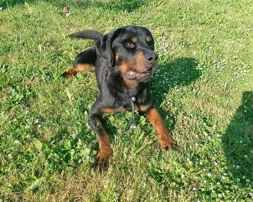 Adozione cane, maschio, Rottweiler, 6 anni e 9 mesi, taglia grande, Roma