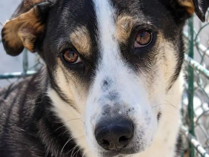 Adotta un cane, taglia media, femmina, Asti
