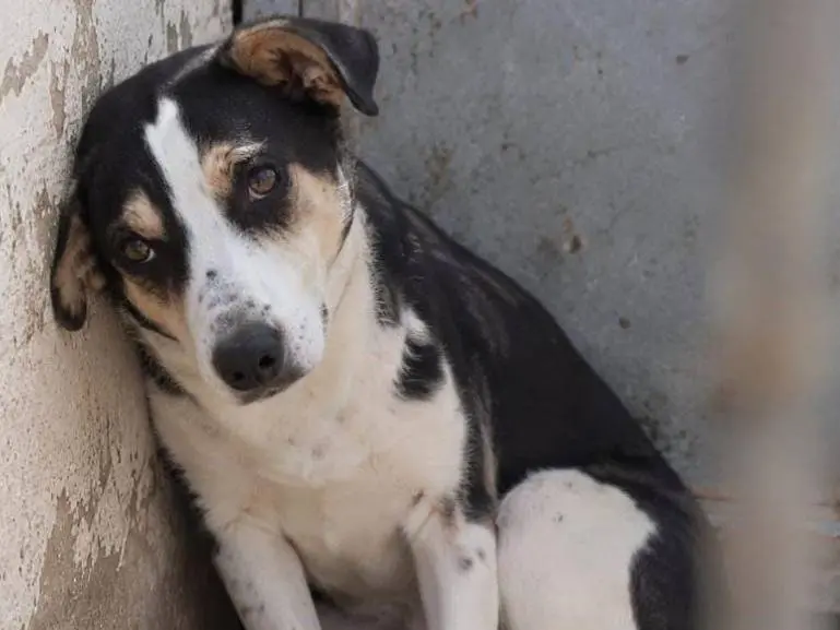 Adozione cane, femmina, Razza sconosciuta Razza sconosciuta, 6 anni e 1 mese, taglia media, Asti