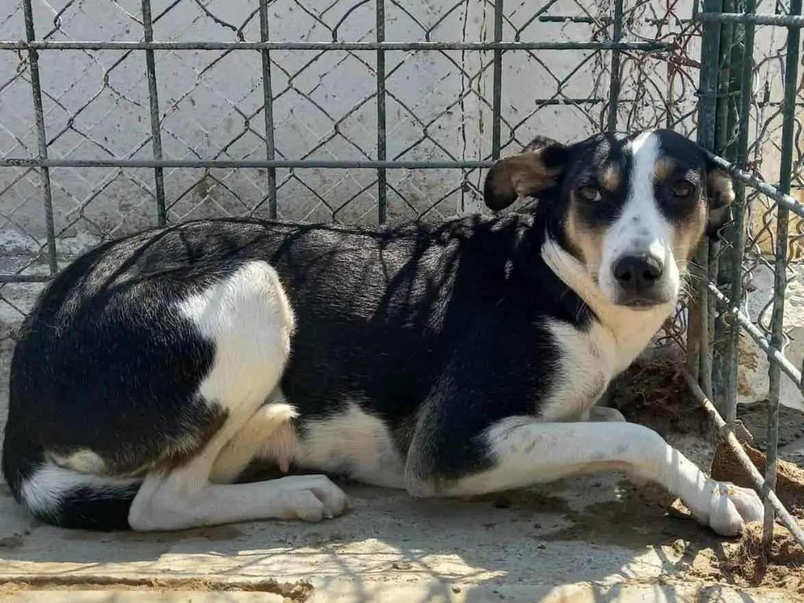 Adotta il cane Terry a Asti