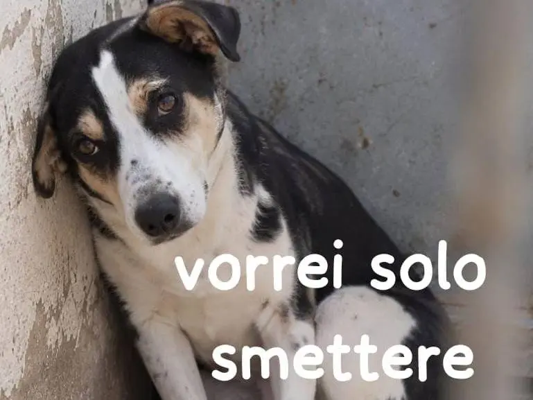Adotta un cane, femmina, 6 anni e 1 mese, Asti