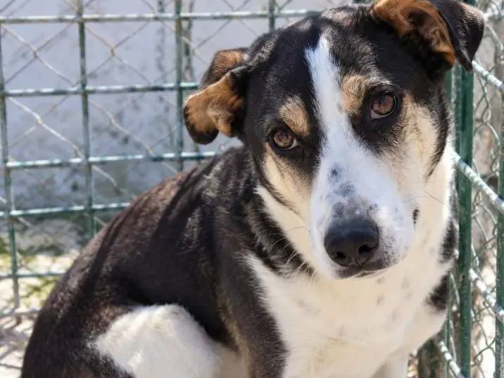 Vuoi adottare un cane a Asti?