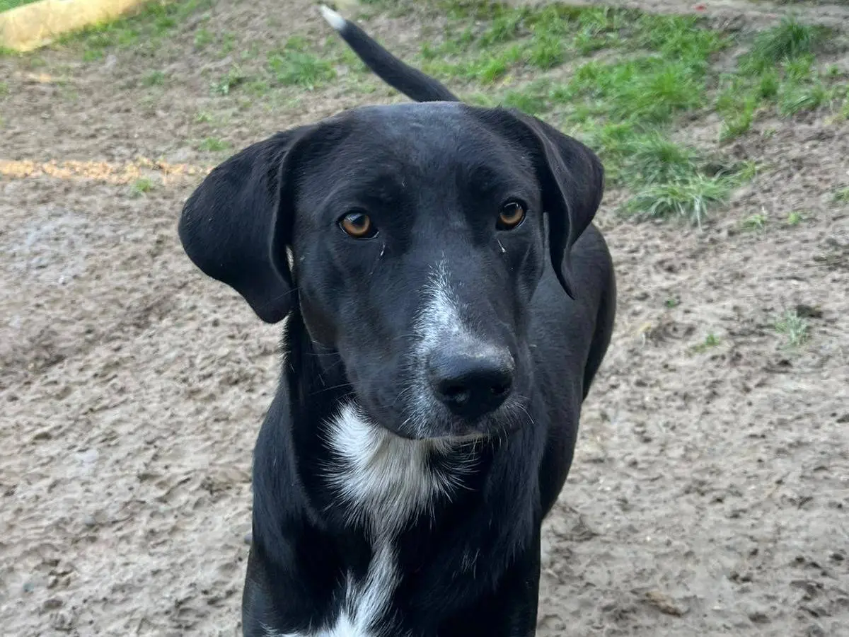 Adozione cane, femmina, Razza sconosciuta Razza sconosciuta, 3 anni, taglia grande, Alessandria