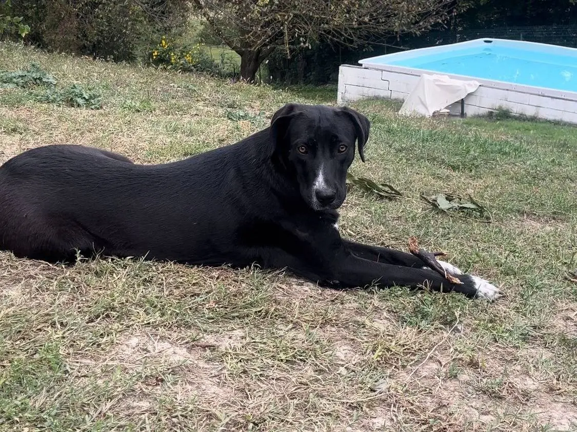 Adotta un cane, femmina, 3 anni, Alessandria