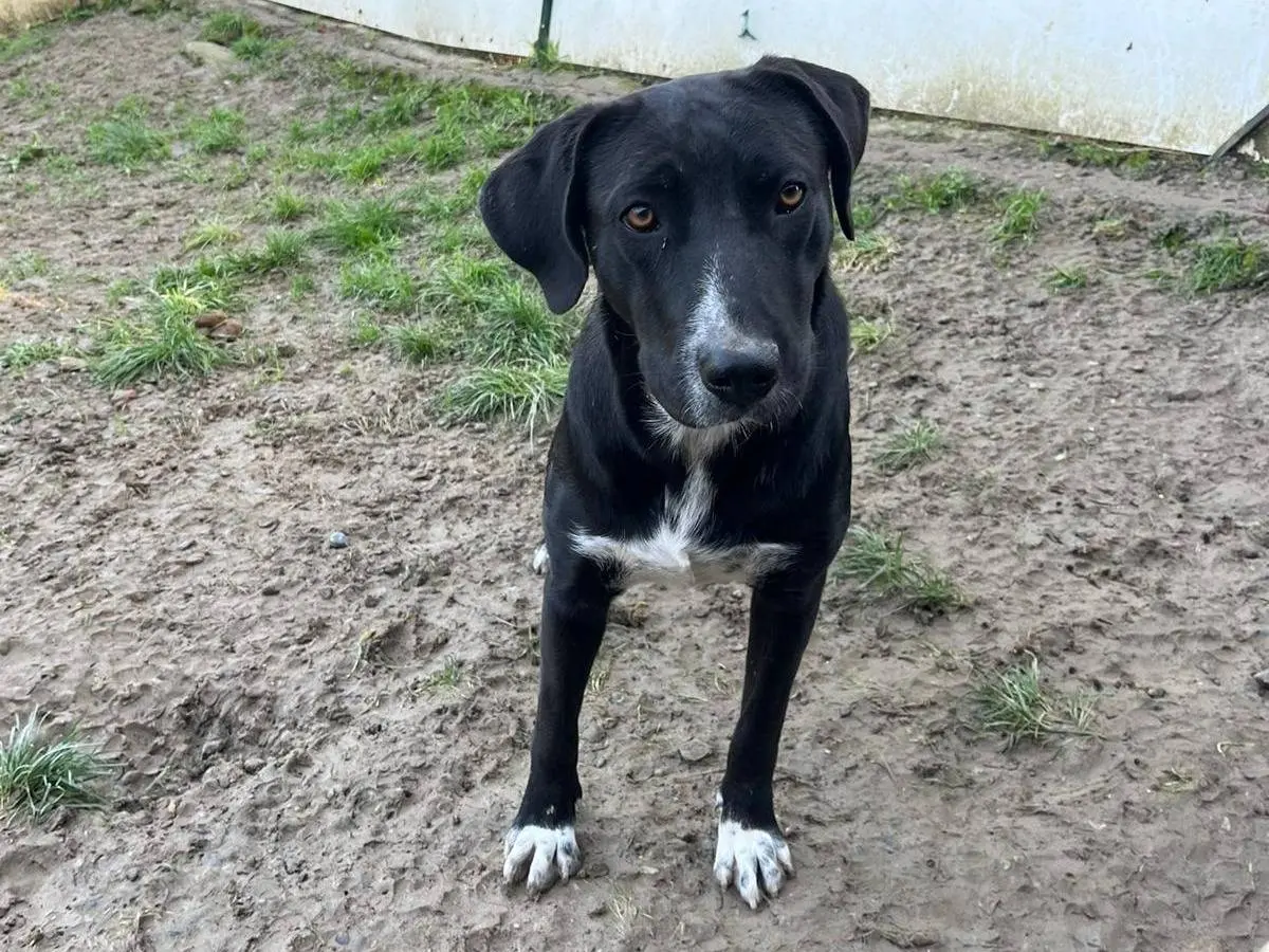 Adotta il cane Noa a Alessandria