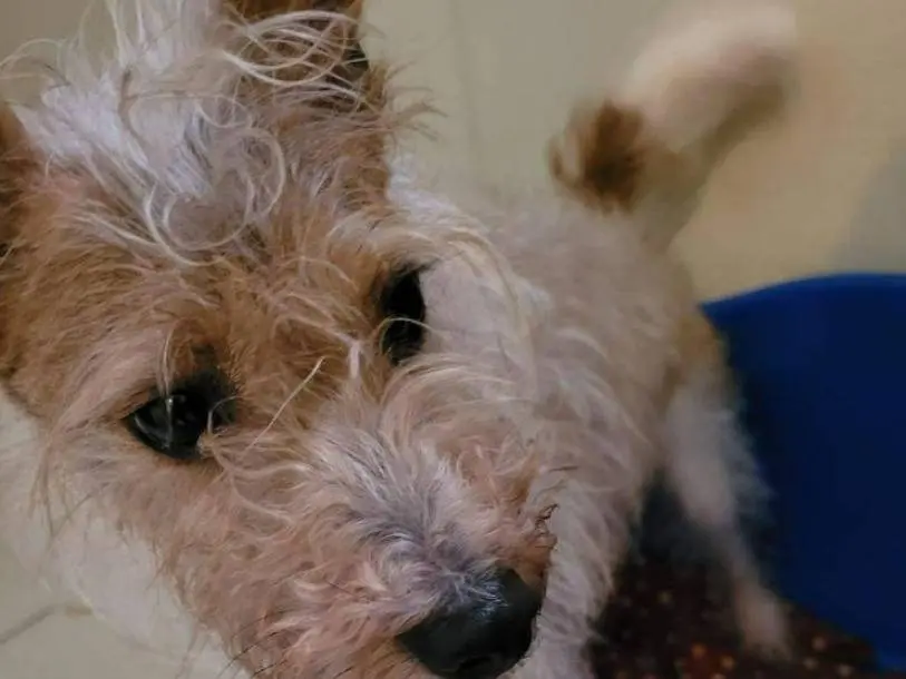 Adozione cane, maschio, Jack Russell Terrier, 5 anni e 6 mesi, taglia piccola, Napoli