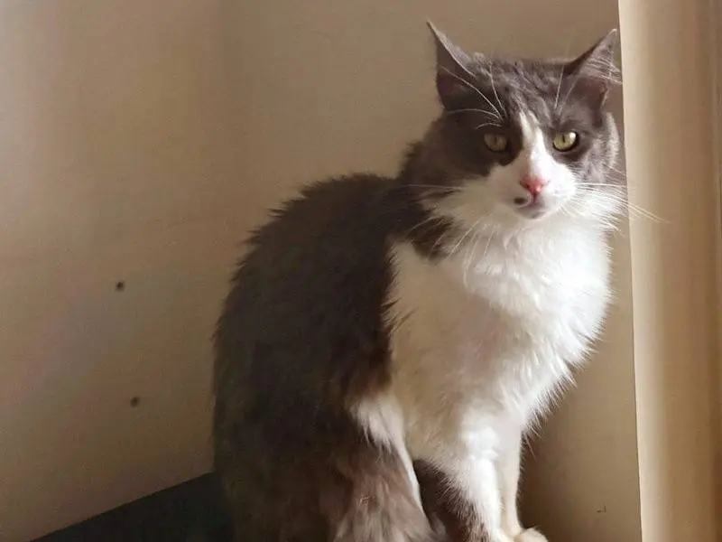 Adotta un gatto, maschio, 4 anni e 7 mesi, Frosinone
