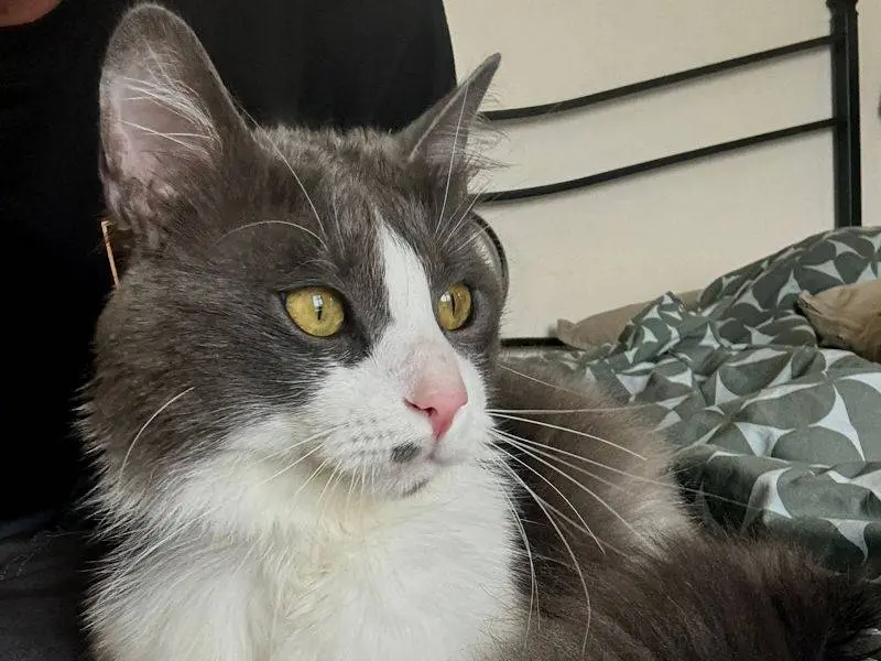 Vuoi adottare un gatto a Frosinone?