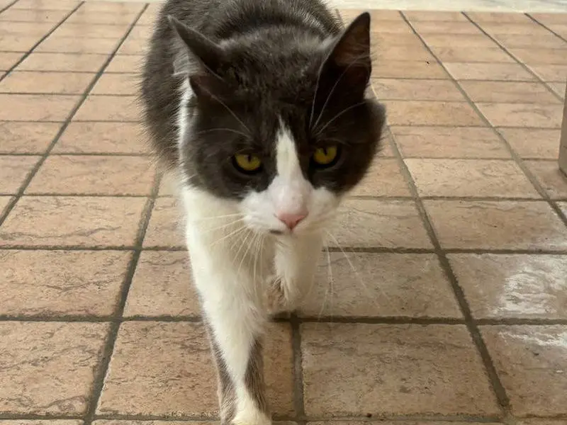 Adotta un gatto, taglia non valida, maschio, Frosinone